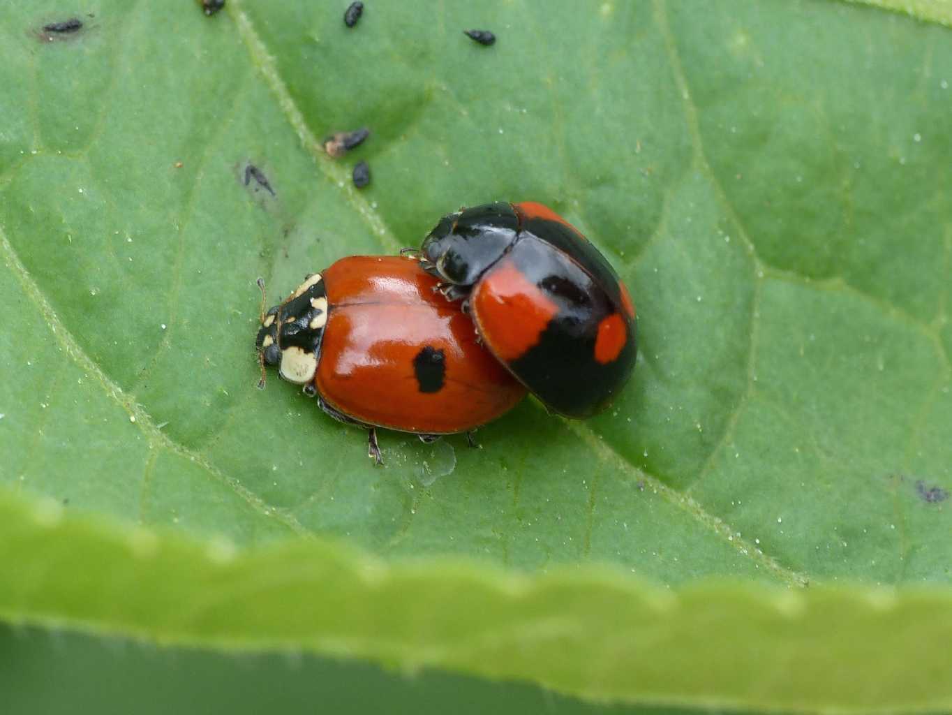 Aphis sambuci? con coccinelle